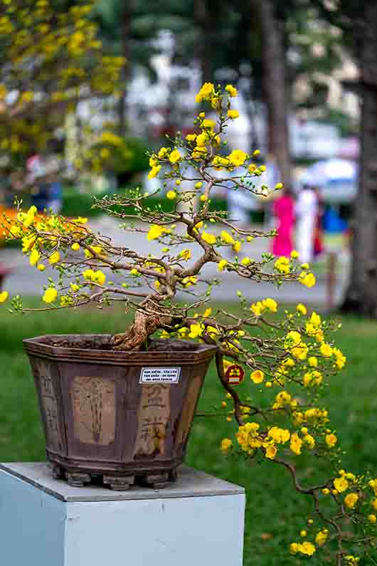 Bonsai Image