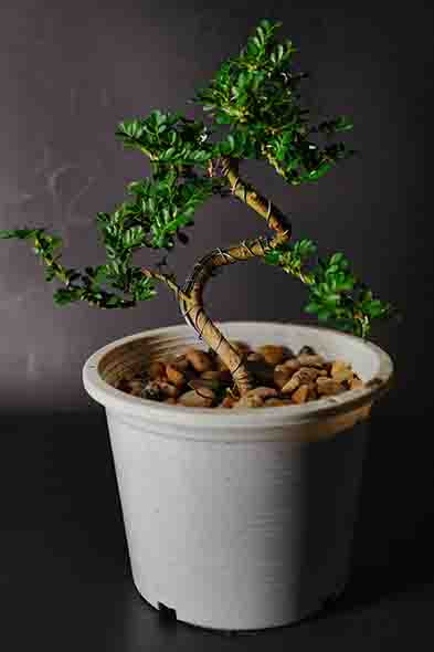 Bonsai Image