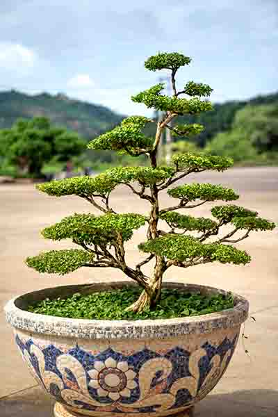 Bonsai Image