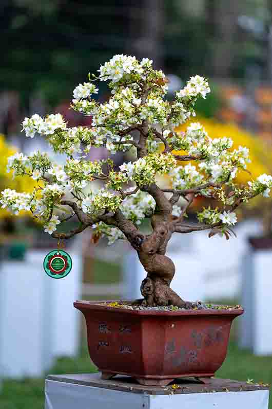 Bonsai Image